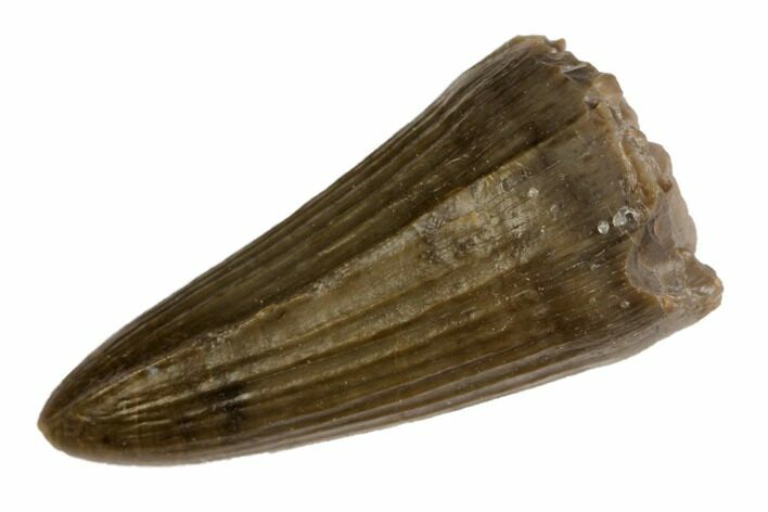 Jurassic Crocodile (Goniopholis?) Tooth - Colorado #152080